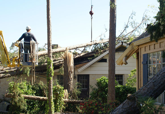 Pulling tree trunks off of the house