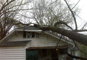 Tree on the Carson house