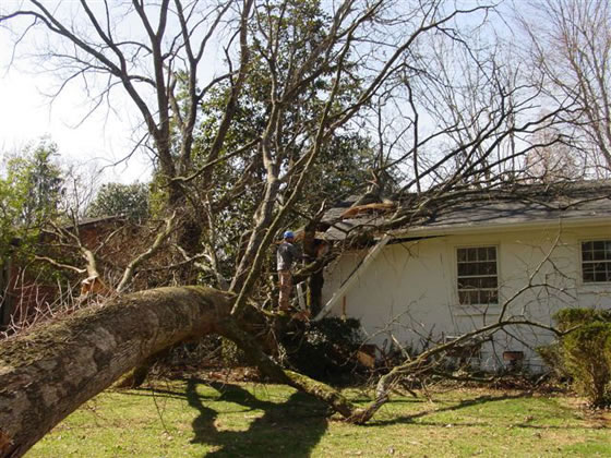 Tree fallen on a house